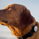 Illustration for article titled If You Have a Dog, You Can't Miss This Gadget Guide for the Spring